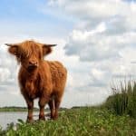 zitmaaier kopen drenthe