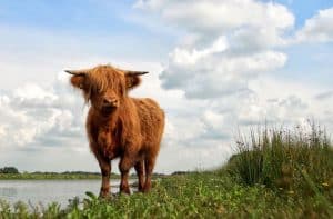 zitmaaier kopen drenthe